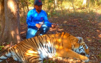 'क्यामेरा ट्र्यापिङ' बिधिबाट बर्दियाको नरभक्षी बाघ नियन्त्रणमा लिइयो